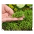 nasiona Microgreens Koper młode listki swikx35