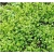 nasiona Microgreens Lucerna młode listki swikx38