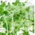 nasiona Microgreens Lucerna młode listki swikx49