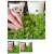 nasiona Microgreens Lucerna siewna młode listki swikx18