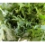 nasiona Microgreens Mizuna mix młode listki swikx2