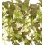 nasiona Microgreens Mizuna mix młode listki swikx2