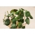 nasiona Microgreens Nasturcja niska młode listki swikx45