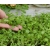 nasiona Microgreens Rokietta siewna młode listki swikx13