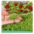 nasiona Microgreens Rukiew wodna młode listki swikx26
