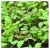 nasiona Microgreens Sałata mieszanka młode listki swikx64