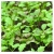 nasiona Microgreens Sałata mieszanka młode listki swikx64