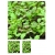 nasiona Microgreens Sałata mieszanka młode listki swikx64