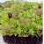 nasiona Microgreens Sałata mieszanka młode listki swikx64