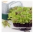 nasiona Microgreens mix sałat młode listki swikx31