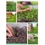 nasiona Microgreens mix sałat młode listki swikx31