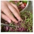 nasiona Microgreens Szarłat czerwony młode listki swikx27