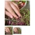 nasiona Microgreens Szarłat czerwony młode listki swikx27