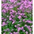 nasiona Niezapominajka alpejska Różowa swikx139