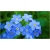 nasiona Niezapominajka alpejska Niebieska swikx197