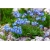 nasiona Niezapominajka alpejska Niebieska swikx197