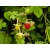 nasiona owoców Poziomka Rugia