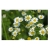 nasiona Rumianek pospolity biały swikx111