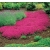nasiona Skalnica kolorowy dywan w ogrodzie! swikx201