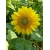 nasiona Słonecznik Green Hobbit swikx251