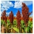 nasiona Sorgo czarne swikx135