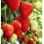 nasiona owoców Truskawka Temptation