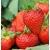 nasiona owoców Truskawka Tresca
