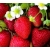 nasiona owoców Truskawka Tresca