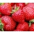 nasiona owoców Truskawka Tresca