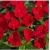 nasiona Niecierpek Waleriana czerwony swikx44