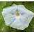 nasiona Wilec trójbarwny Blue Star swikx165