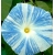 nasiona Wilec trójbarwny Blue Star swikx165