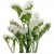 nasiona Zatrwian wrębny biały swikx157