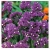 nasiona Zatrwian wrębny fioletowy swikx156