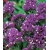 nasiona Zatrwian wrębny fioletowy swikx156