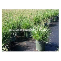 trawa Drżączka średnia Tr2