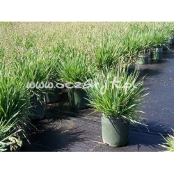 trawa Drżączka średnia Tr2