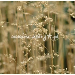 trawa Drżączka średnia Tr2