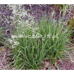 trawa Drżączka średnia Tr2