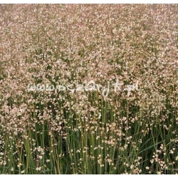 trawa Drżączka średnia Tr2