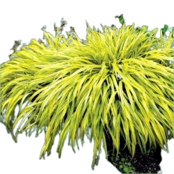  trawa Hakonechloa smukła Aureola Tr38