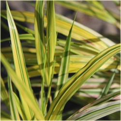  trawa Hakonechloa smukła Aureola Tr38