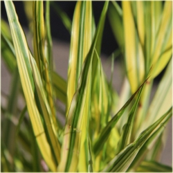 trawa Hakonechloa smukła Aureola Tr38