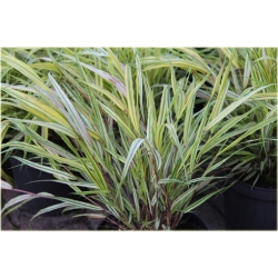 trawa Hakonechloa smukła Aureola Tr38