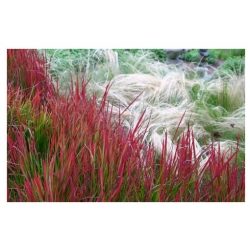 trawa Imperata Red Baron Tr9