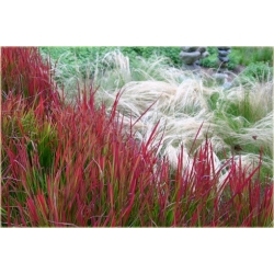 trawa Imperata Red Baron Tr9