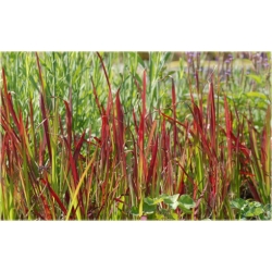 trawa Imperata Red Baron Tr9