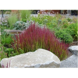 trawa Imperata Red Baron Tr9
