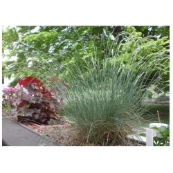 trawa Kostrzewa ametystowa Tr18