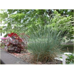 trawa Kostrzewa ametystowa Tr18